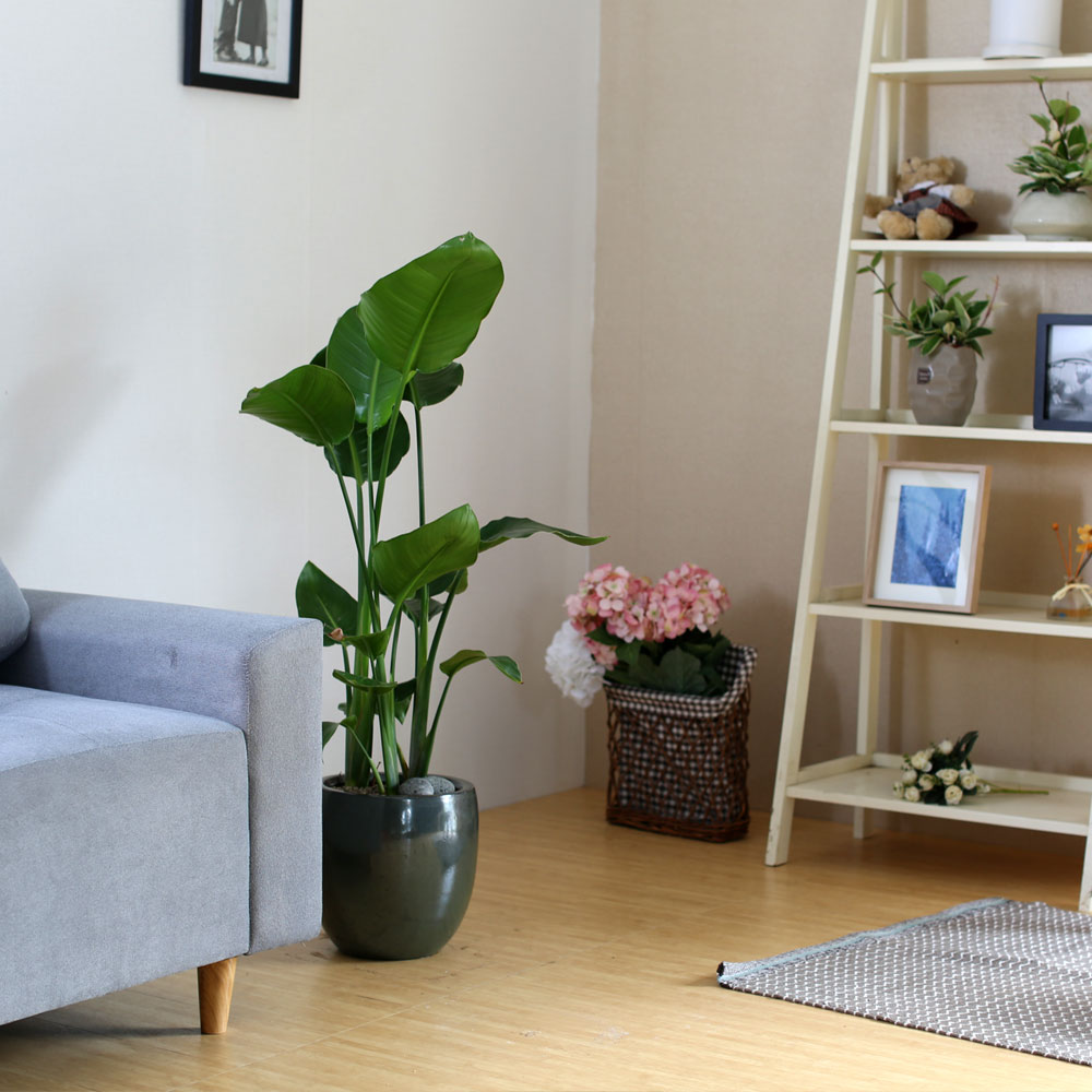 #ȭ Ź -  ڵ巯 ض  ɹ