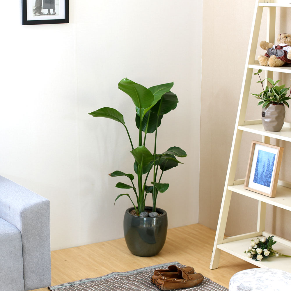 #ȭ Ź -  ڵ巯 ض  ɹ