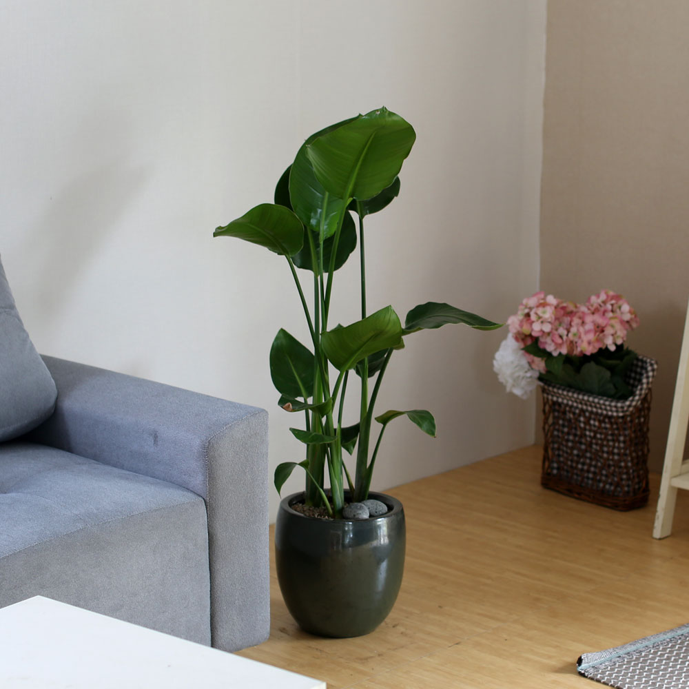 #ȭ Ź -  ڵ巯 ض  ɹ