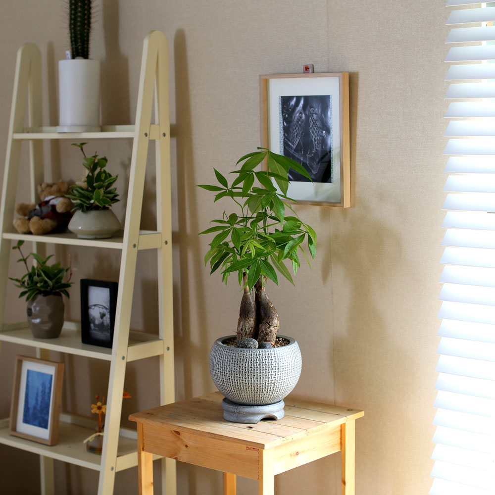 #ȭ���� ��Ź��  - Ź�� �� ��︮�� ��Ű�� ���� �ɹ��