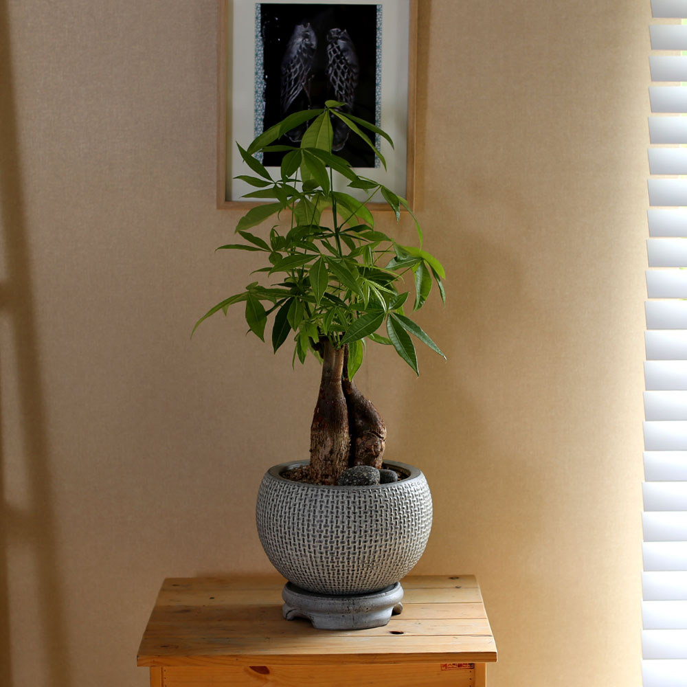 #ȭ���� ��Ź��  - Ź�� �� ��︮�� ��Ű�� ���� �ɹ��