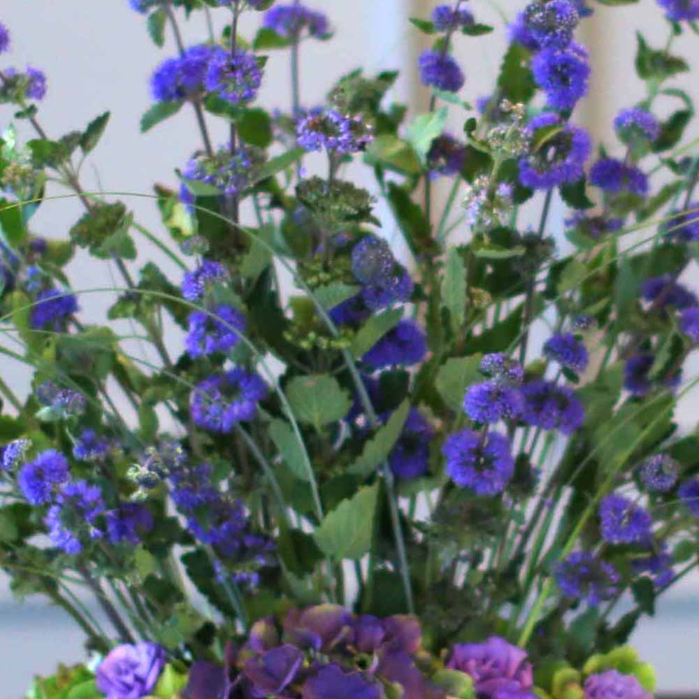14 Fall  Flower Arrangements Blooming With - The calamint  ɹ