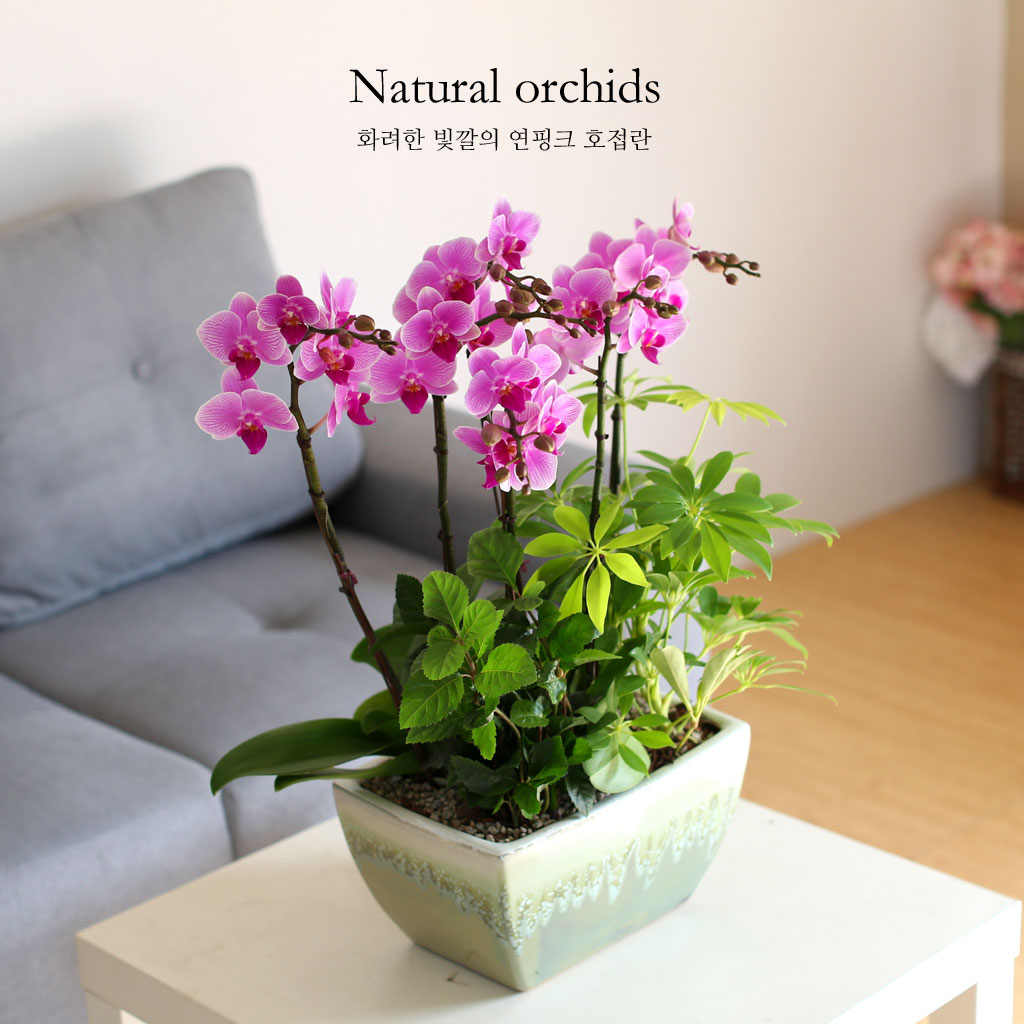 °¨»çÀÇ ¸¶À½À» ´ã¾Æ - ±àÁ¤ÀûÀÎ ¸Å·ÂÀ» ÁÖ´Â ¿¬ÇÎũȣÁ¢¶õ ²ÉÁý ²É¹è´Þ