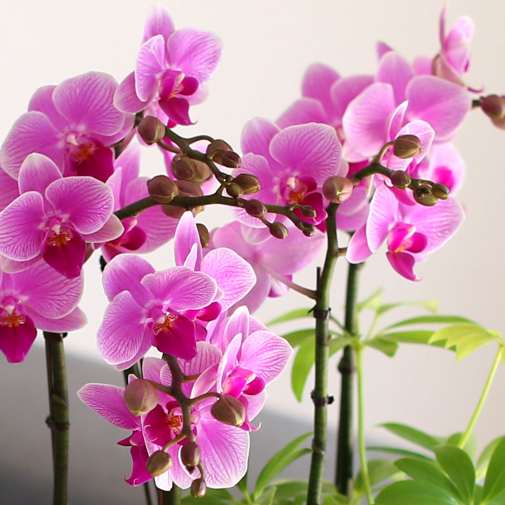 °¨»çÀÇ ¸¶À½À» ´ã¾Æ - ±àÁ¤ÀûÀÎ ¸Å·ÂÀ» ÁÖ´Â ¿¬ÇÎũȣÁ¢¶õ ²ÉÁý ²É¹è´Þ