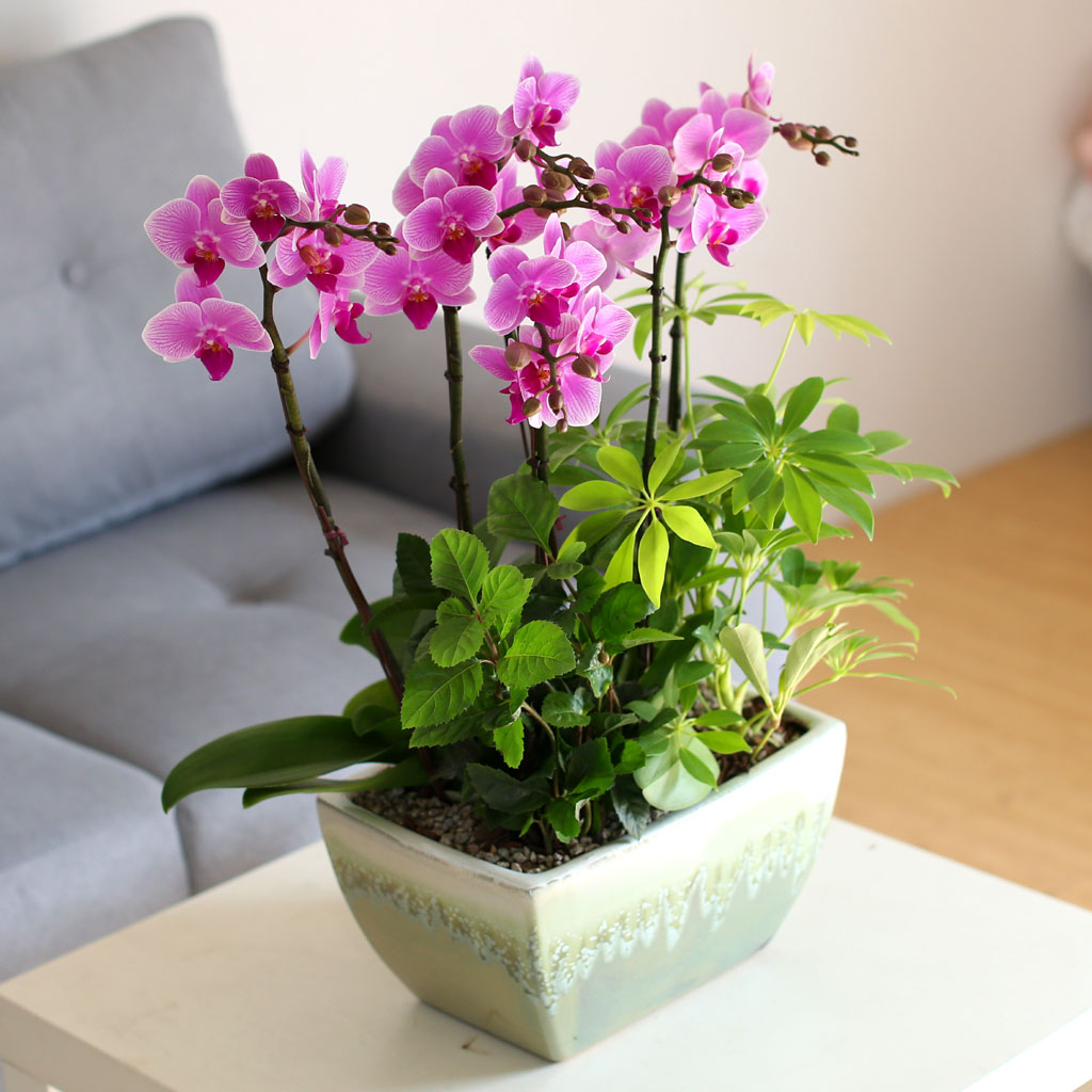 °¨»çÀÇ ¸¶À½À» ´ã¾Æ - ±àÁ¤ÀûÀÎ ¸Å·ÂÀ» ÁÖ´Â ¿¬ÇÎũȣÁ¢¶õ ²ÉÁý ²É¹è´Þ