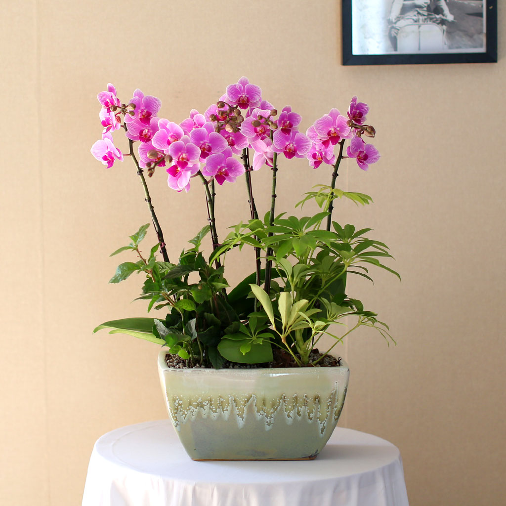 °¨»çÀÇ ¸¶À½À» ´ã¾Æ - ±àÁ¤ÀûÀÎ ¸Å·ÂÀ» ÁÖ´Â ¿¬ÇÎũȣÁ¢¶õ ²ÉÁý ²É¹è´Þ