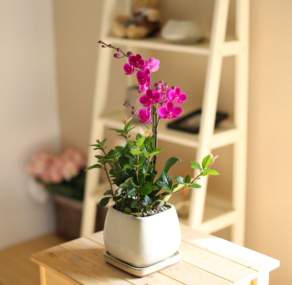    - ȭƮ ȭ õȫ[ȭ⺯]  ɹ