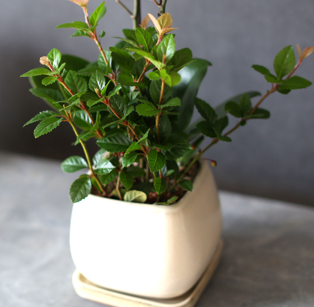    - ȭƮ ȭ õȫ[ȭ⺯]  ɹ