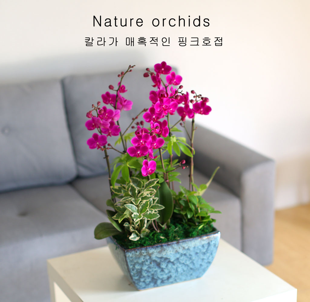    - ǳ ȭ ŷ õȫ [ȭ⺯}  ɹ