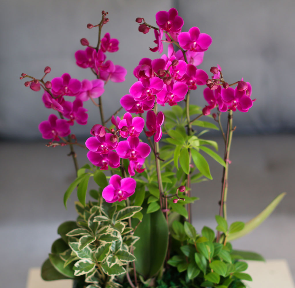    - ǳ ȭ ŷ õȫ [ȭ⺯}  ɹ