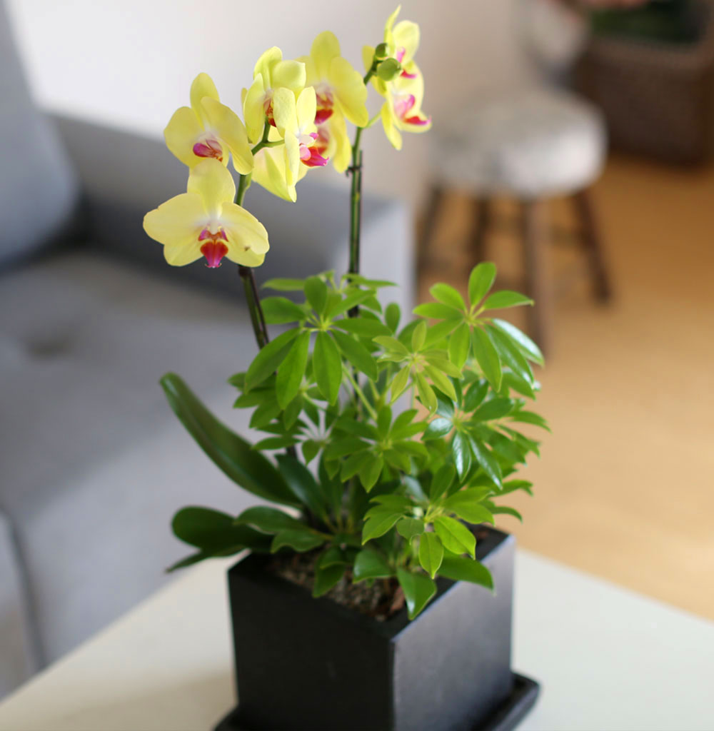    -   ȣ () [ȭǰ]  ɹ