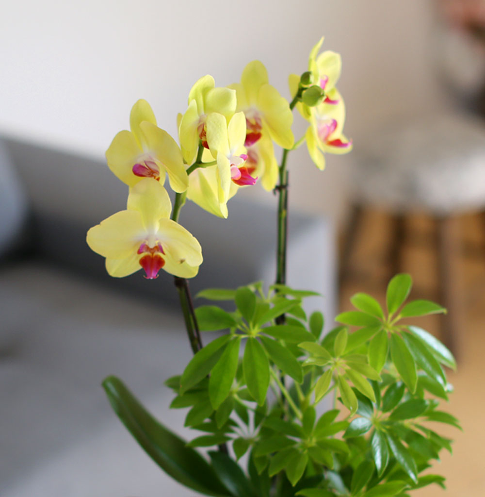    -   ȣ () [ȭǰ]  ɹ