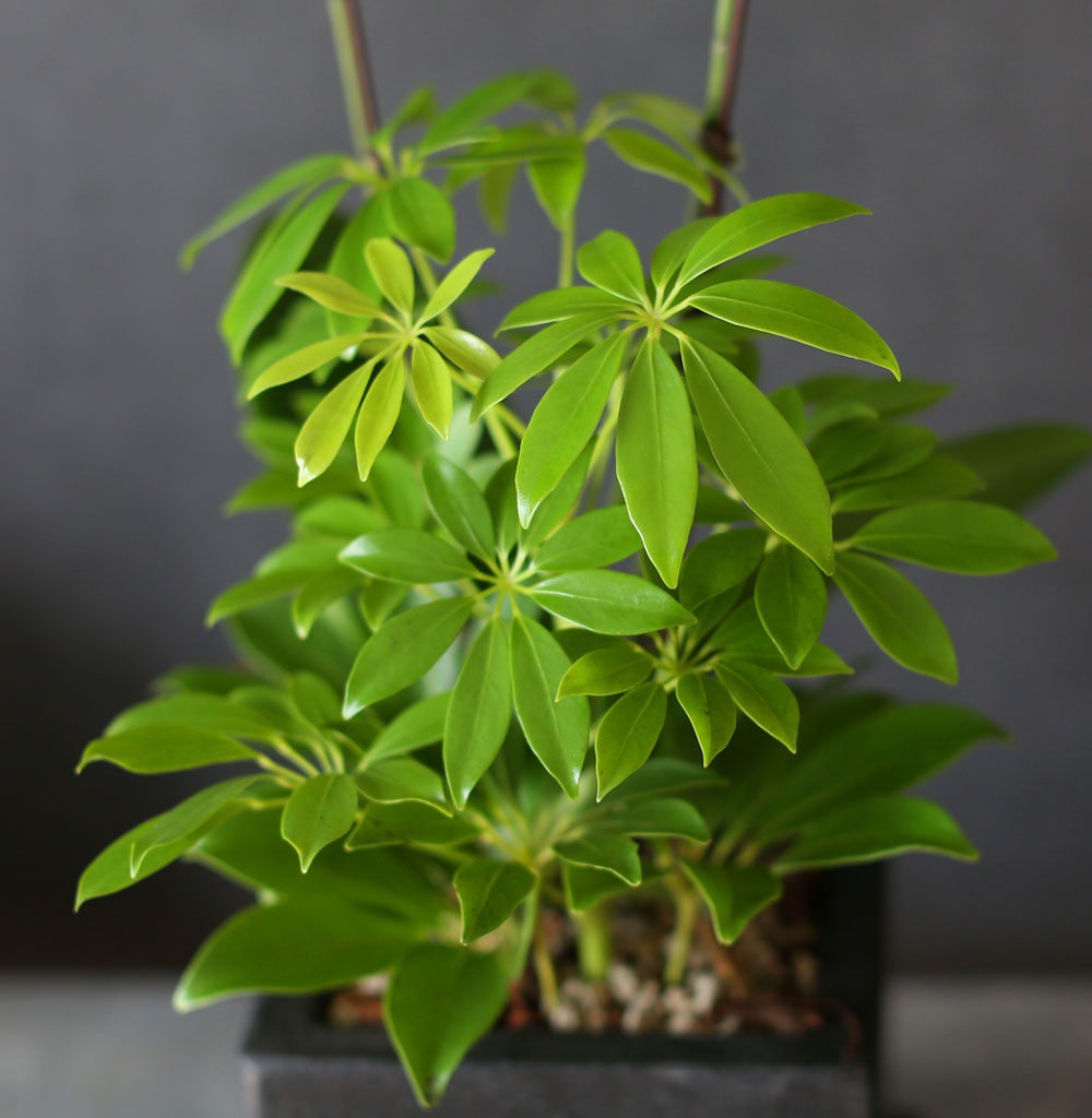    -   ȣ () [ȭǰ]  ɹ