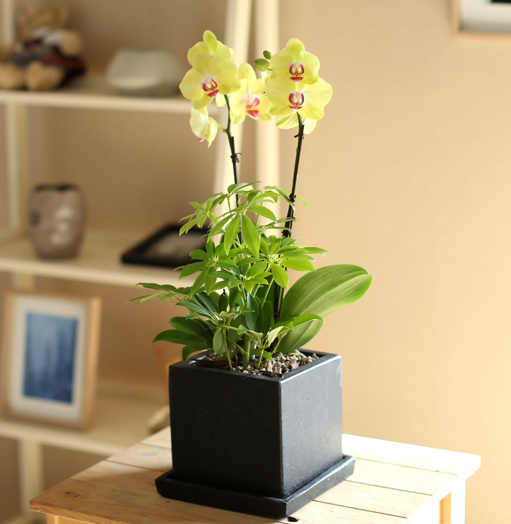    -   ȣ () [ȭǰ]  ɹ