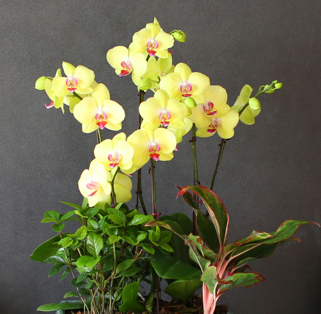    -    ȣ  *ȭ⺯˴ϴ*