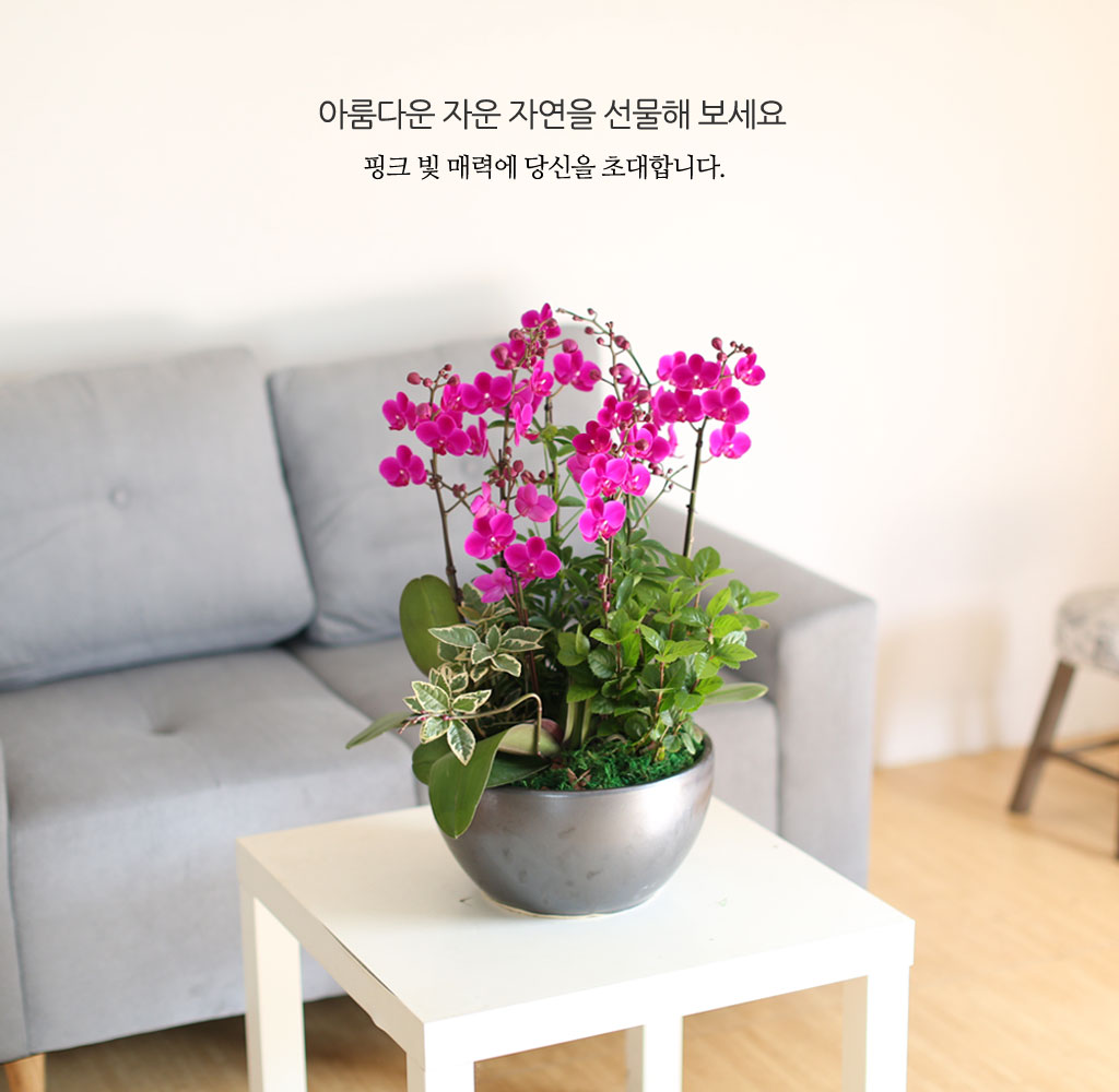 [����]�����Ǹ����� ��� - ���� �αⰡ ���� ����� ��õȫ(ȭ�⺯��) ���� �ɹ��