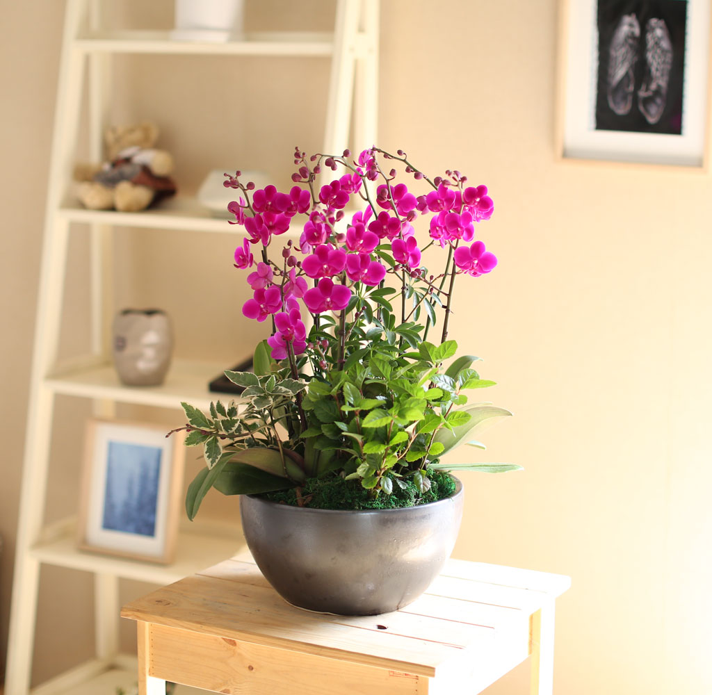 [����]�����Ǹ����� ��� - ���� �αⰡ ���� ����� ��õȫ(ȭ�⺯��) ���� �ɹ��