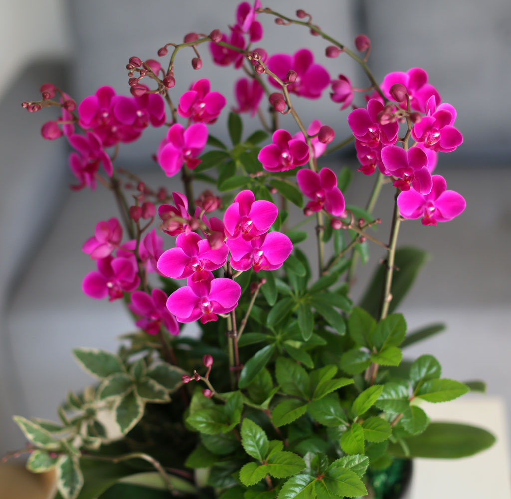 [����]�����Ǹ����� ��� - ���� �αⰡ ���� ����� ��õȫ(ȭ�⺯��) ���� �ɹ��