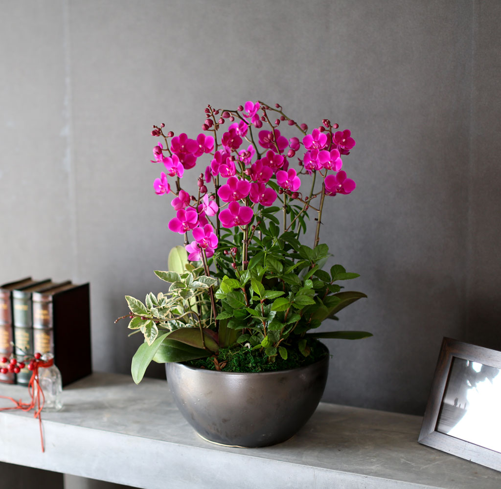 [����]�����Ǹ����� ��� - ���� �αⰡ ���� ����� ��õȫ(ȭ�⺯��) ���� �ɹ��