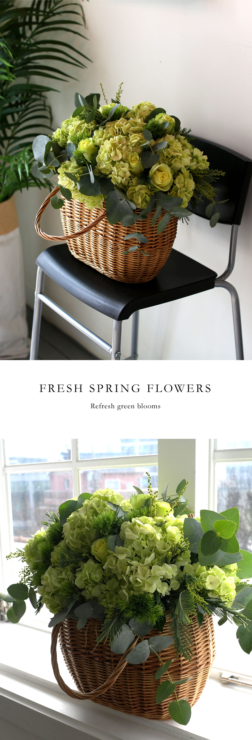Fresh spring flower Refresh green blooms  ɹ