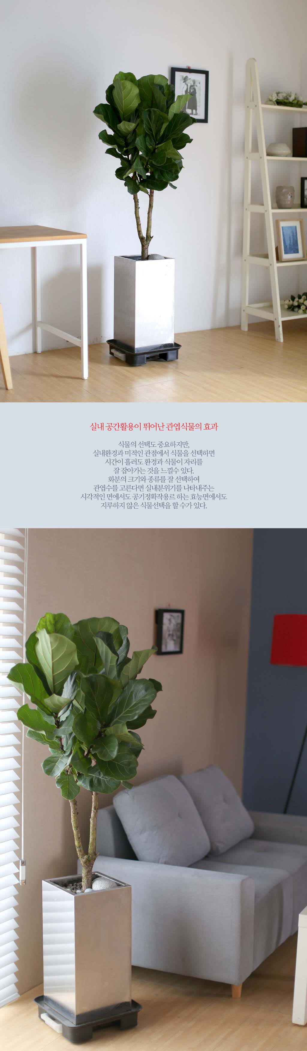 ȯ  ȰҼ ִ ǳȭ -  ٷȭ()  ɹ