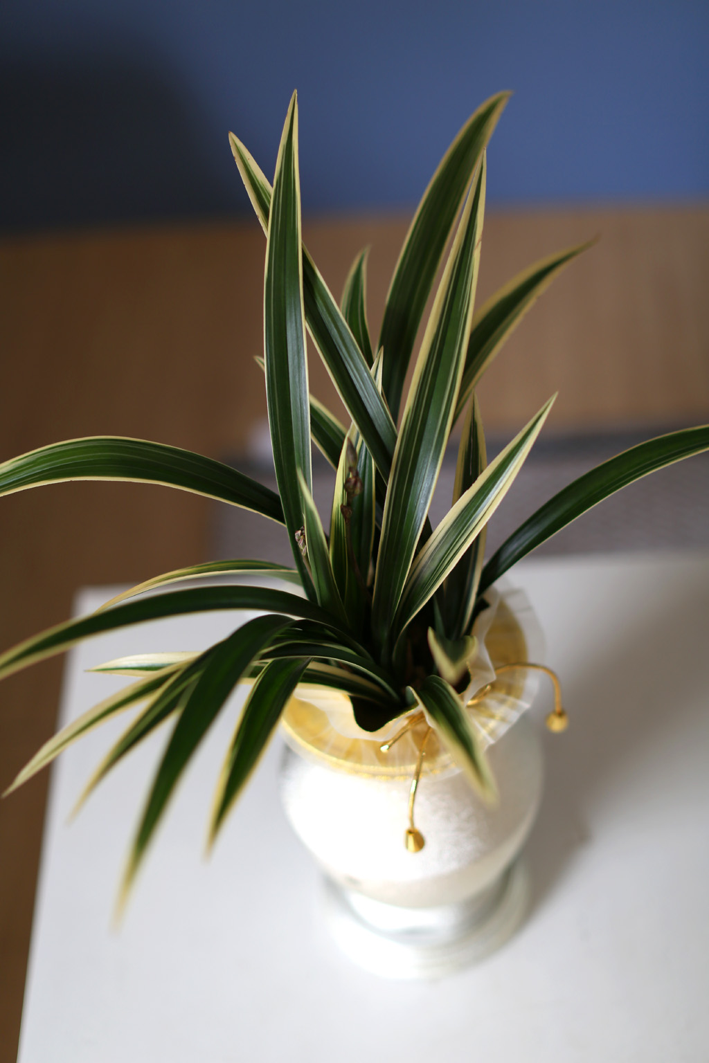 ¸íǰµ¿¾ç¶õ - ¼ö·ÁÇÑ ÀÙ¹«´Ì¿Í µ¿¾çÀû °íȤÀûÀÎ ²ÉÀ»°¡Áø ÅÂÆò¾ç