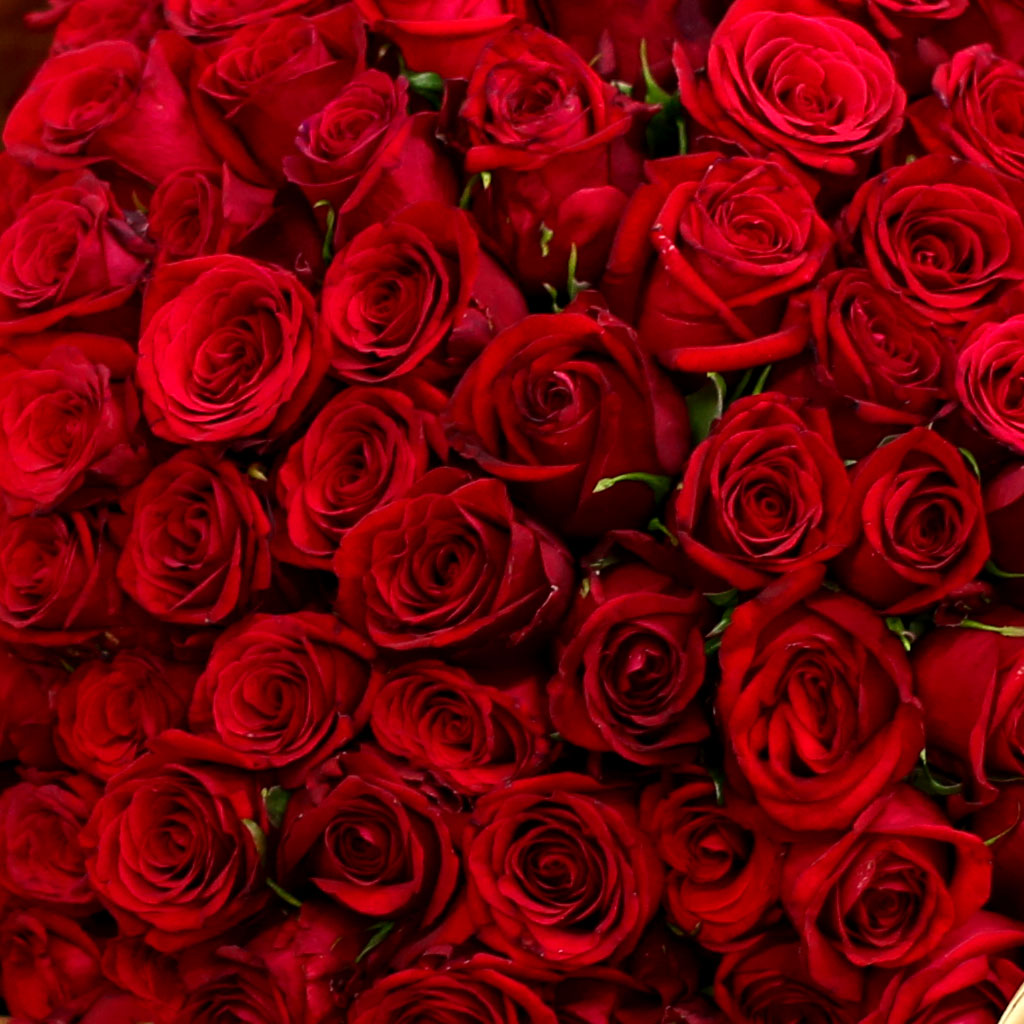 [100][]Spring loves Perfect love  ɹ