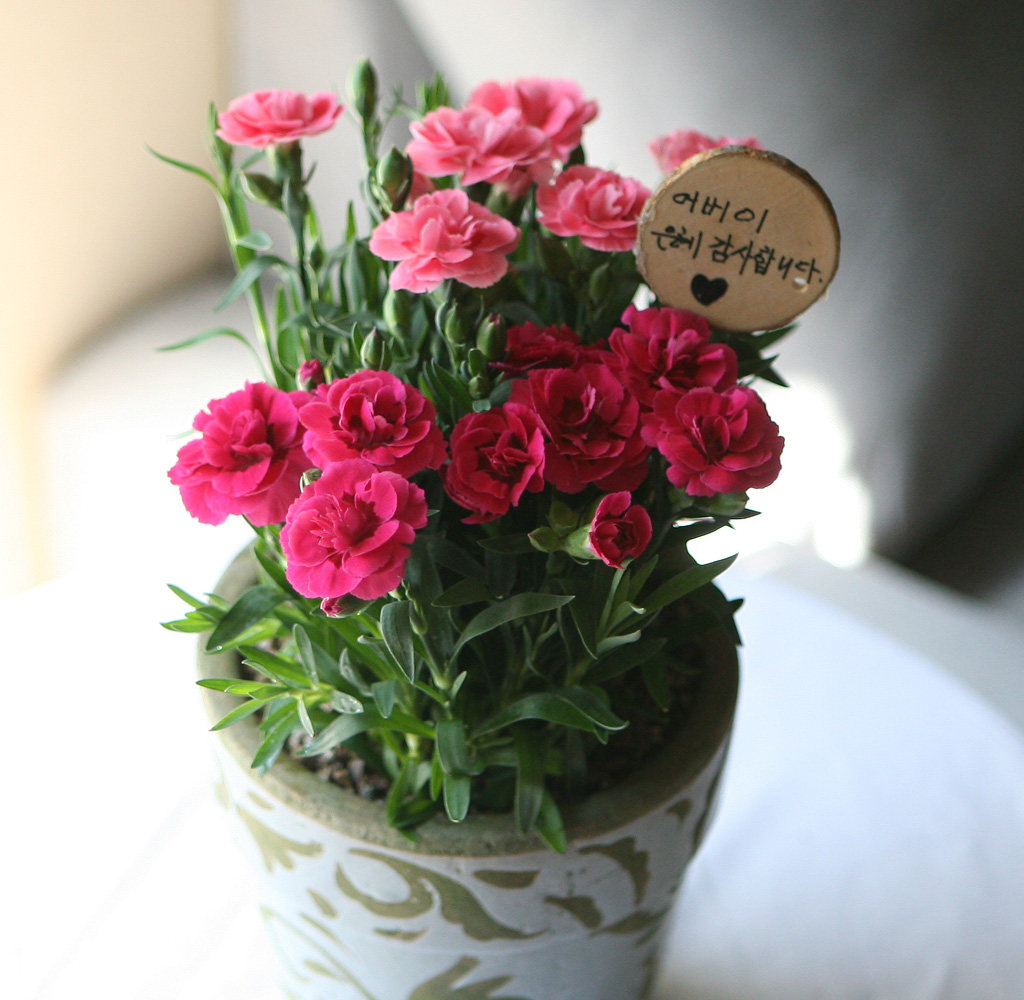 -  ī̼ ȭA(ǰ)***ɻ ٸ ***