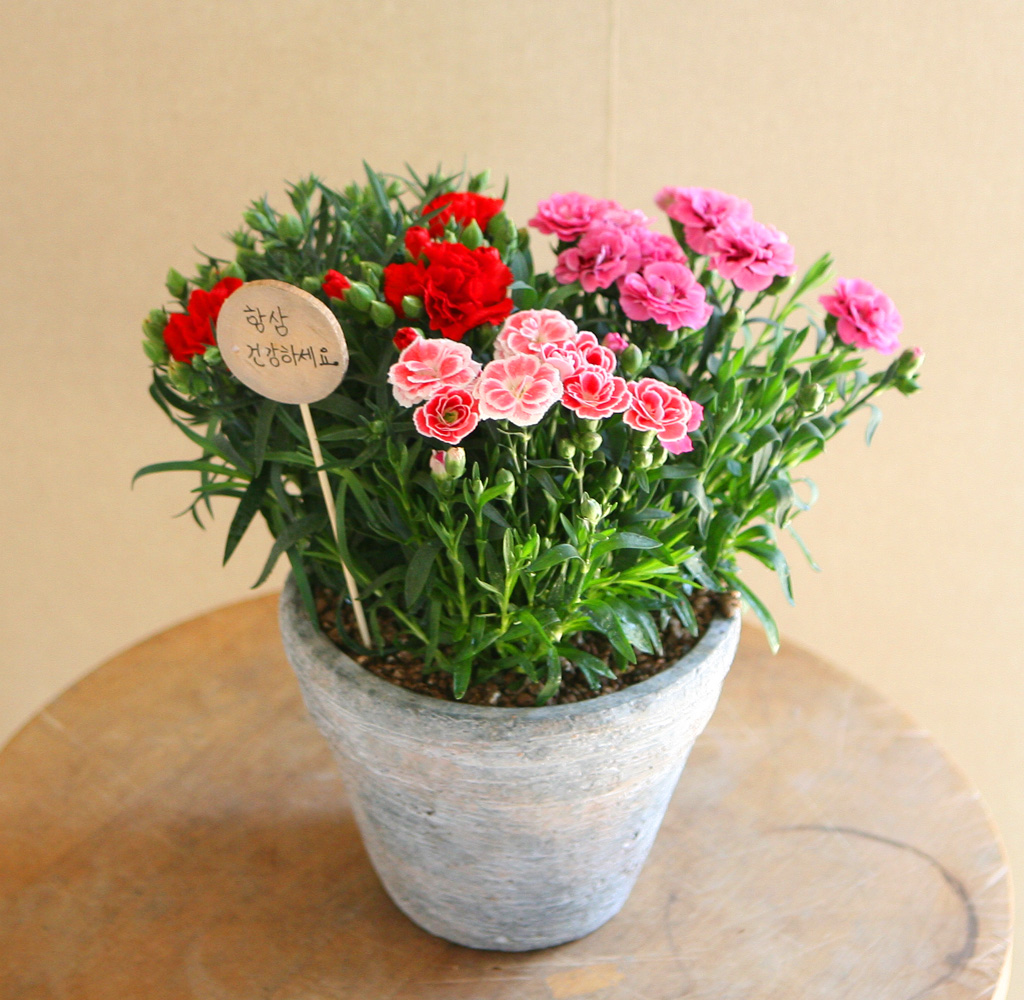 - ī̼ ȭB(ǰ) ***ɻ ٸ ***