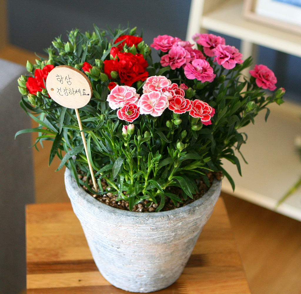 - ī̼ ȭB(ǰ) ***ɻ ٸ ***