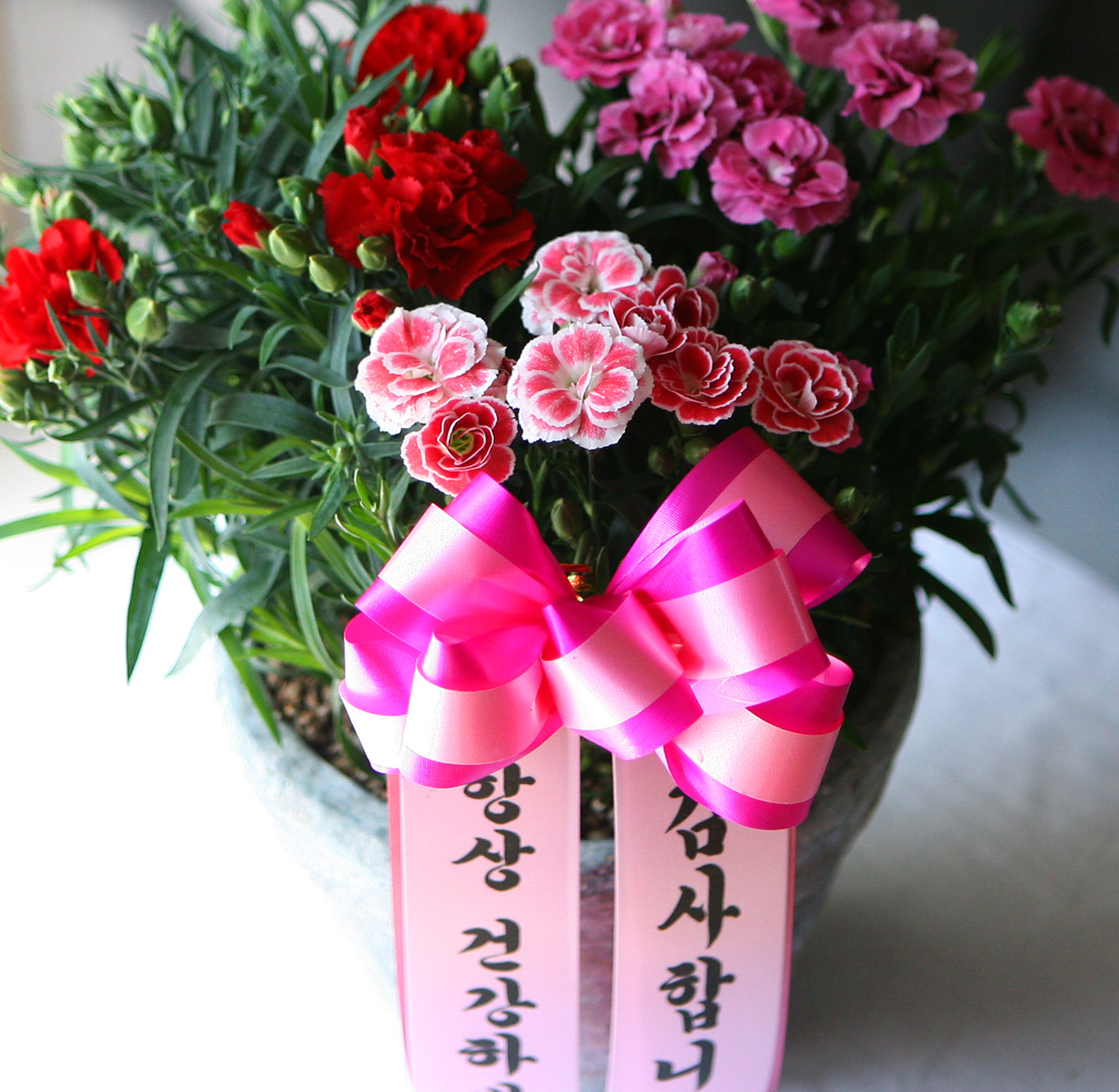 - ī̼ ȭB(ǰ) ***ɻ ٸ ***