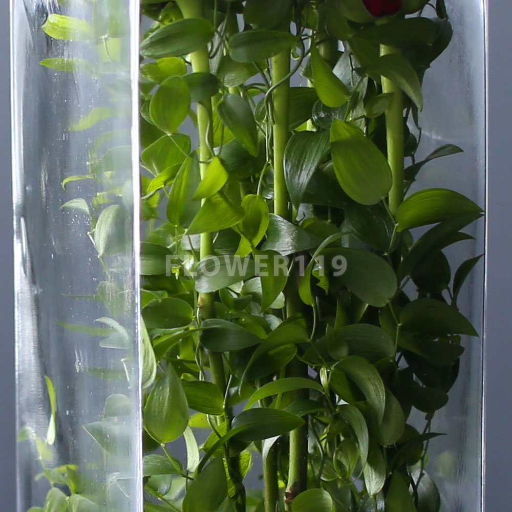 [/ Ϻ]Stunning Flower Ideas - Elegance Red mountain  ɹ