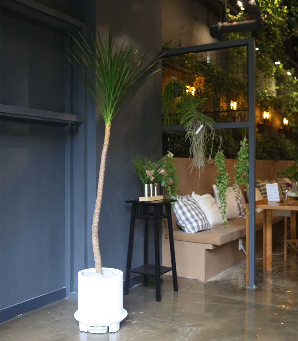 ¸é¿ª·ÂÀ» ±æ·¯ÁÖ´Â  µå¶óÄÚ(´ë) ²ÉÁý ²É¹è´Þ