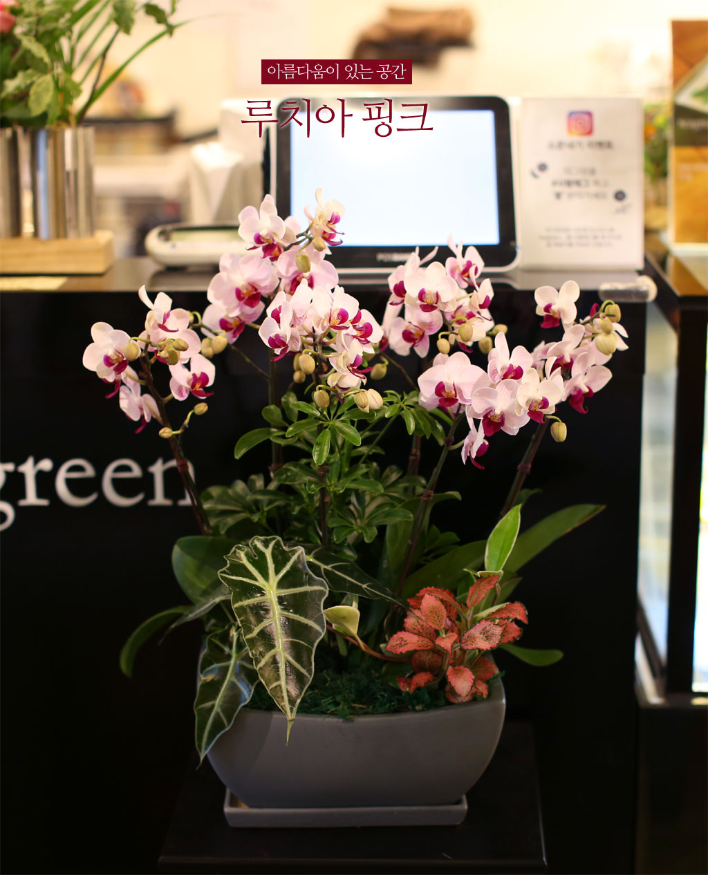 ¾Æ¸§´Ù¿òÀÌ ÀÖ´Â °ø°£ - ·çÄ¡¾Æ ÇÎÅ©