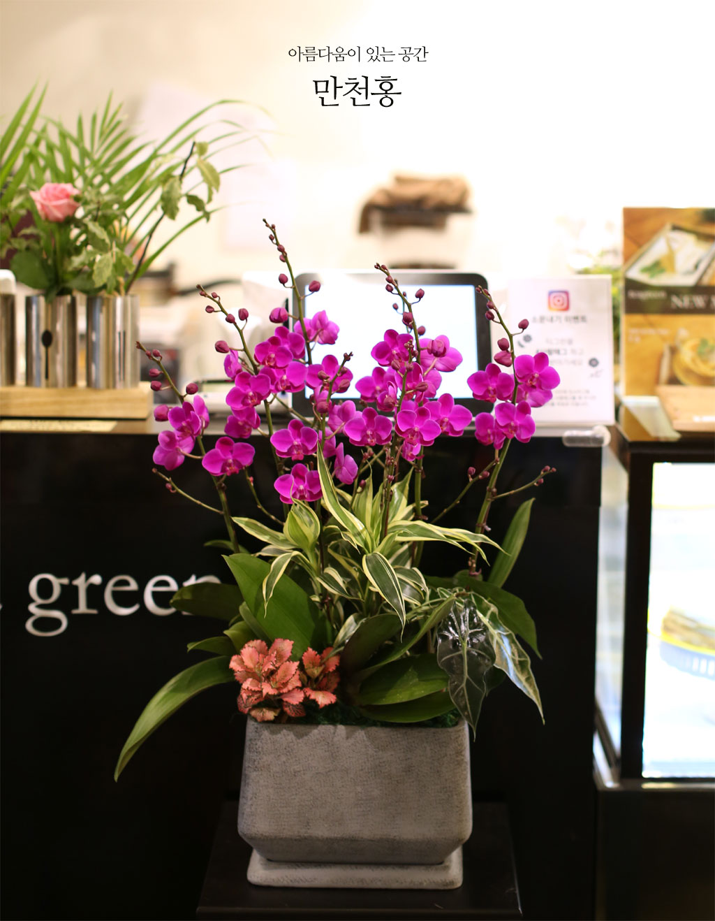 Ƹٿ ִ  - õȫ () [ȭǰ]  ɹ