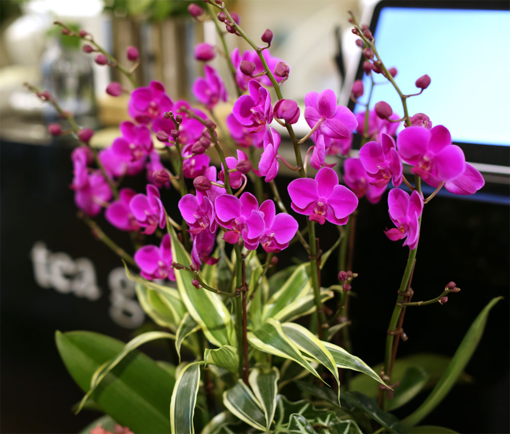 Ƹٿ ִ  - õȫ () [ȭǰ]  ɹ