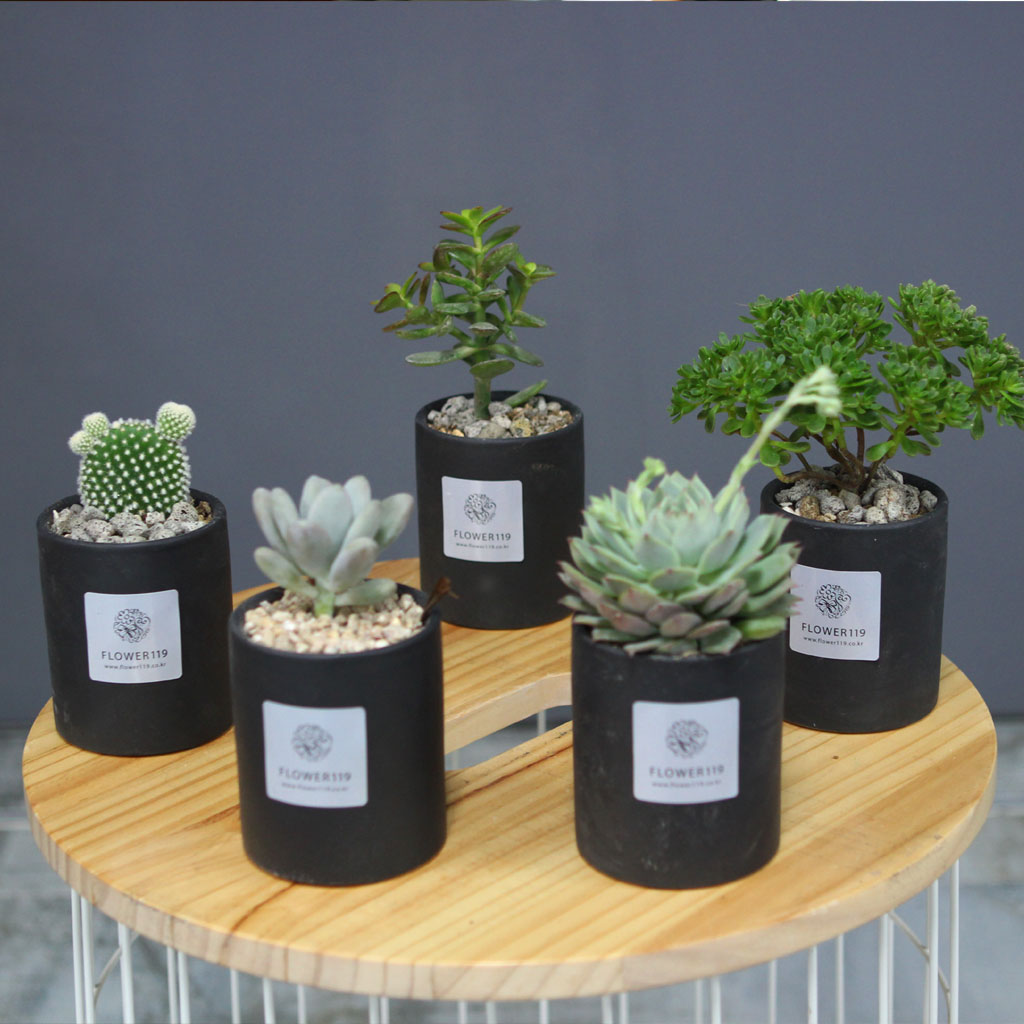 º½,²ÉµéÀÇ ÃàÁ¦ -Spring morning