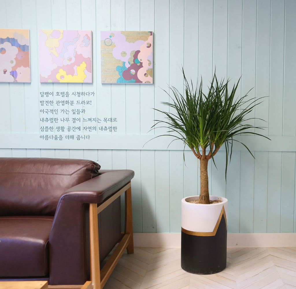 ¸é¿ª·ÂÀ» ±æ·¯ÁÖ´Â - µå¶óÄÚ(*Èò»öȺÐÀ¸·Î º¯°æÁøÇàÇÔ)