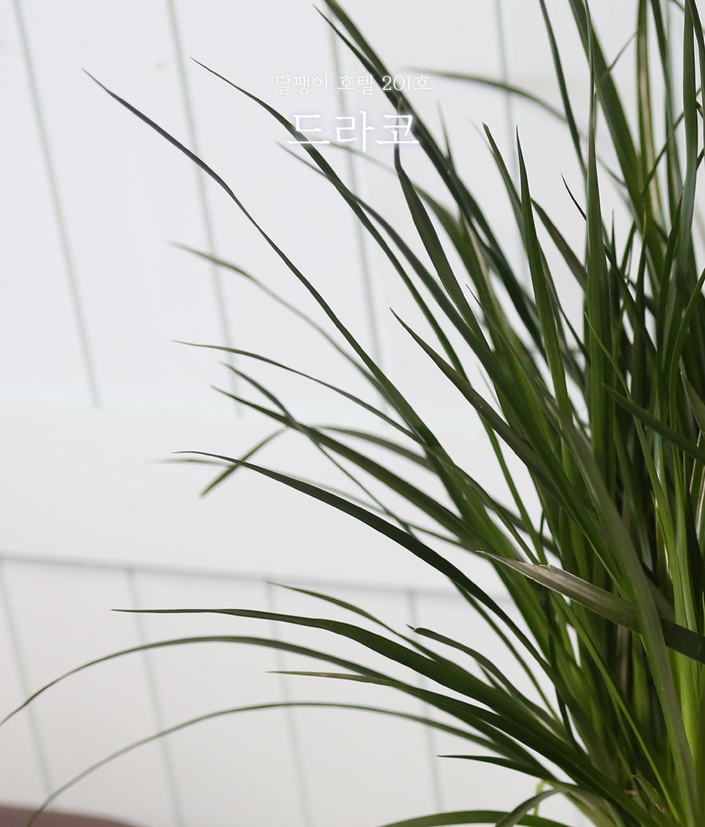 ¸é¿ª·ÂÀ» ±æ·¯ÁÖ´Â - µå¶óÄÚ(*Èò»öȺÐÀ¸·Î º¯°æÁøÇàÇÔ)