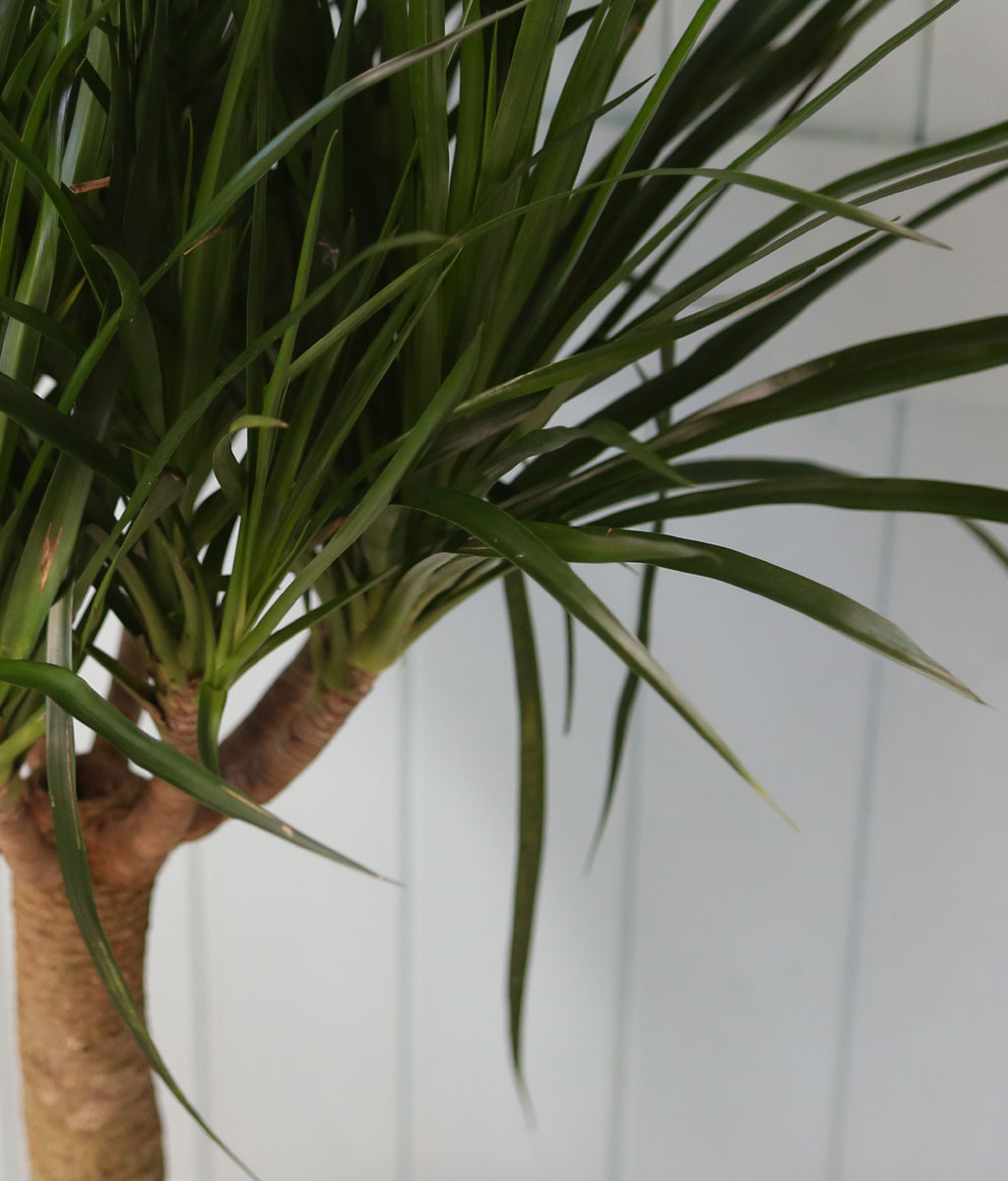 ¸é¿ª·ÂÀ» ±æ·¯ÁÖ´Â - µå¶óÄÚ(*Èò»öȺÐÀ¸·Î º¯°æÁøÇàÇÔ)