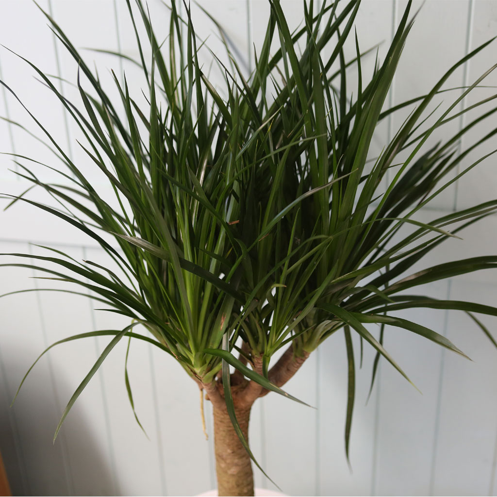 ¸é¿ª·ÂÀ» ±æ·¯ÁÖ´Â - µå¶óÄÚ(*Èò»öȺÐÀ¸·Î º¯°æÁøÇàÇÔ)