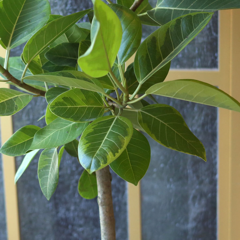  ȣ - 𰥰() [ȭ⺯]  ɹ