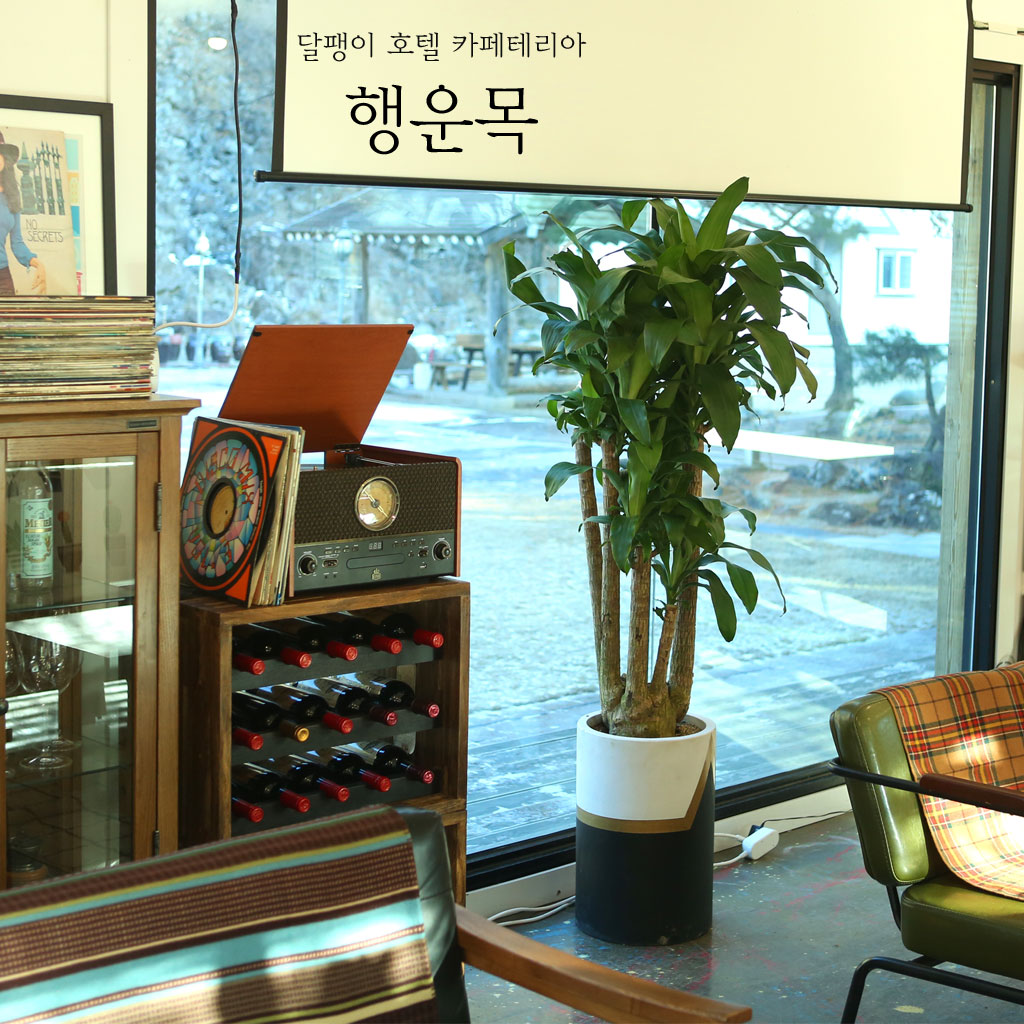 鿪 淯ִ ǳȭ - (* )  ɹ