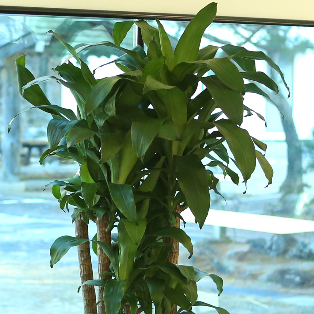 鿪 淯ִ ǳȭ - (* )  ɹ