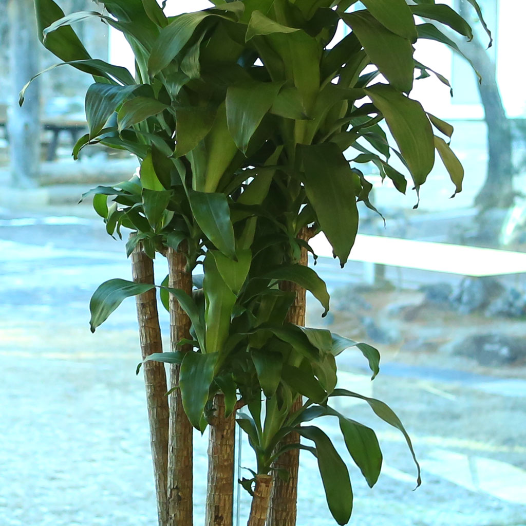 鿪 淯ִ ǳȭ - (* )  ɹ