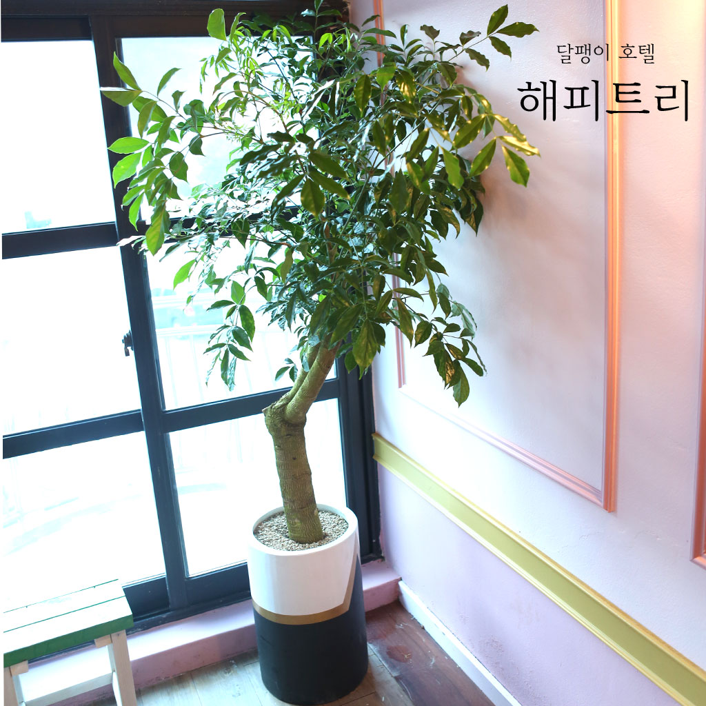 ´ÞÆØÀÌÈ£ÅÚ - ÇØÇÇÆ®¸®(ȺÐÀº ¹«´Ì ¾ø´Â Èò»öÀ̳ª ȸ»öÀ¸·Î º¯°æ)