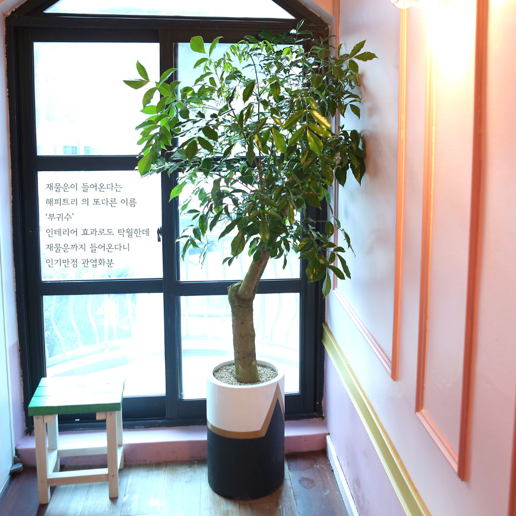 ´ÞÆØÀÌÈ£ÅÚ - ÇØÇÇÆ®¸®(ȺÐÀº ¹«´Ì ¾ø´Â Èò»öÀ̳ª ȸ»öÀ¸·Î º¯°æ)