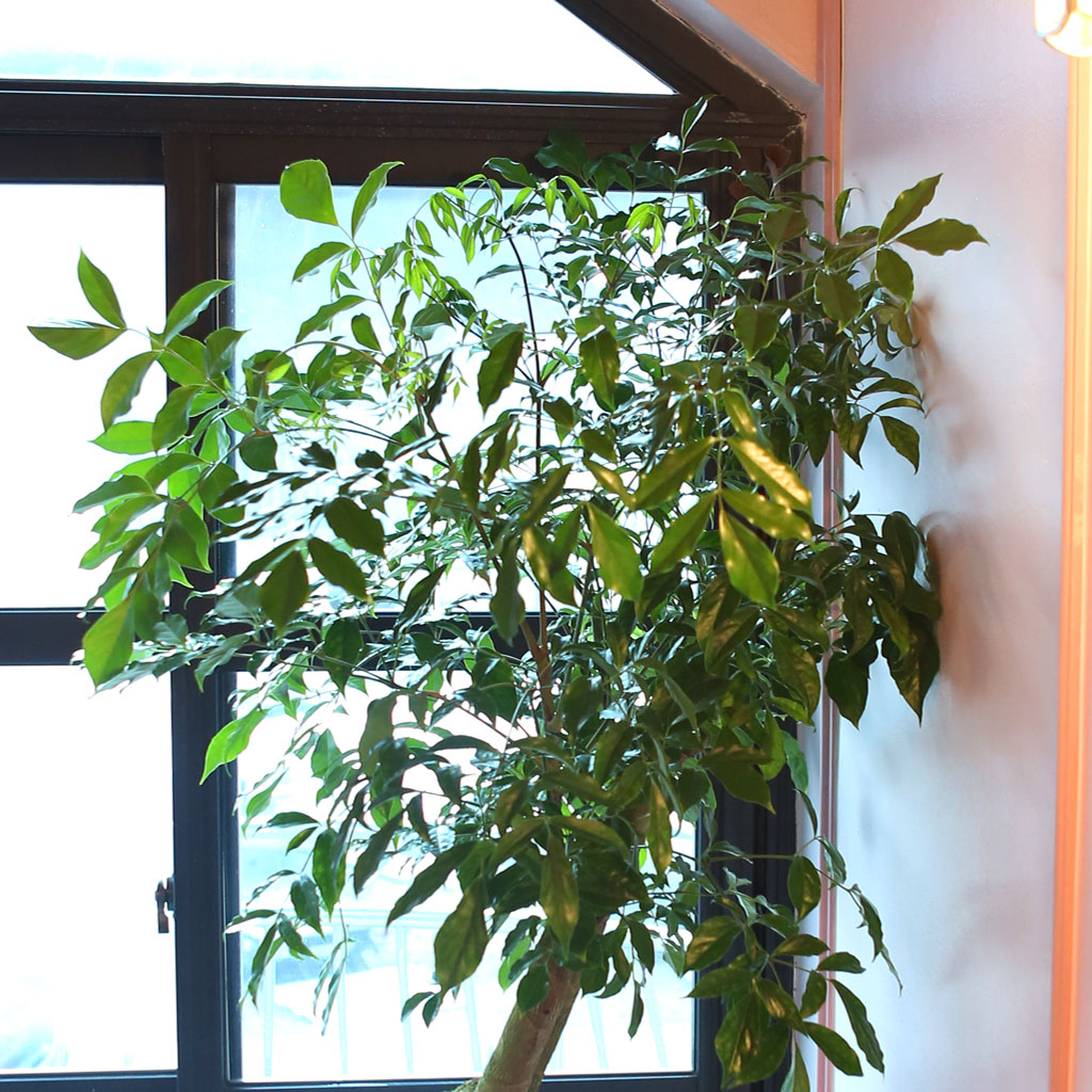 ´ÞÆØÀÌÈ£ÅÚ - ÇØÇÇÆ®¸®(ȺÐÀº ¹«´Ì ¾ø´Â Èò»öÀ̳ª ȸ»öÀ¸·Î º¯°æ)