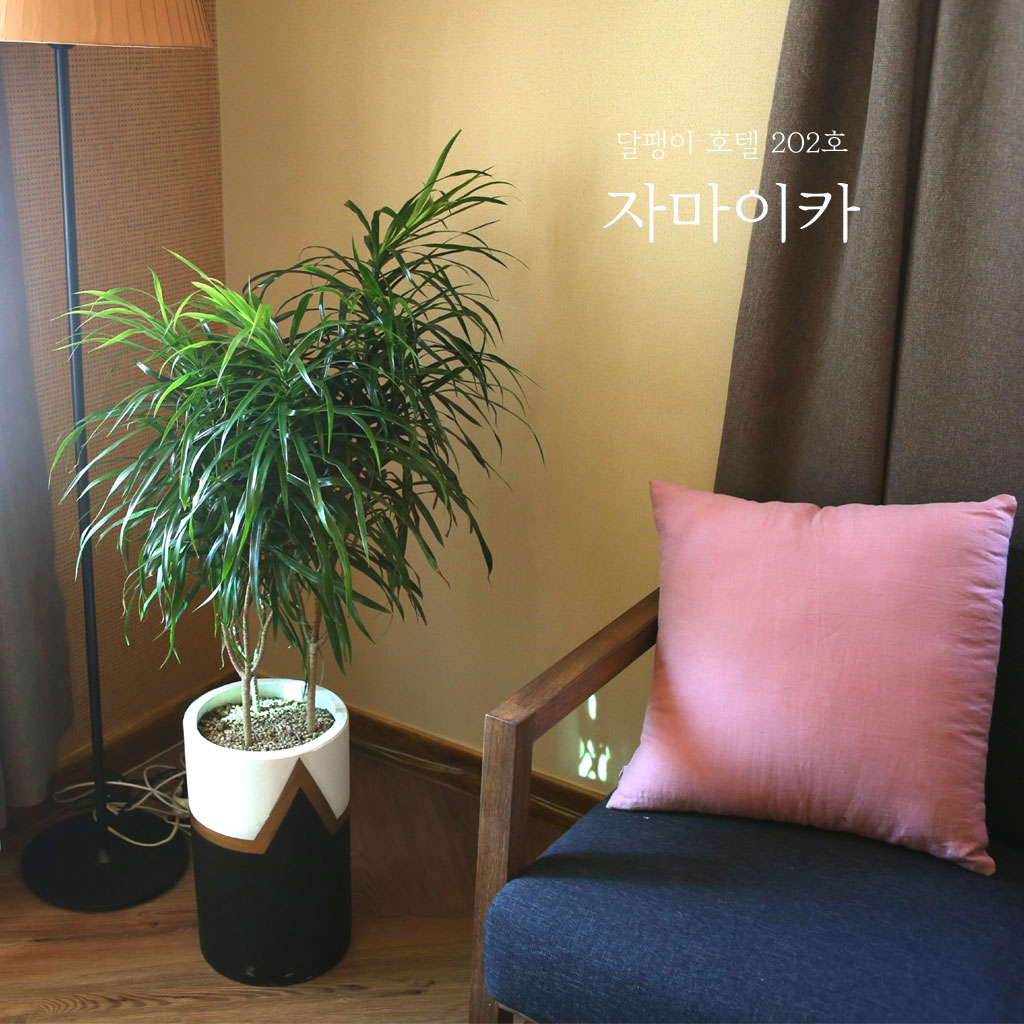 ȣ - ڹ()(*ȭκ)  ɹ