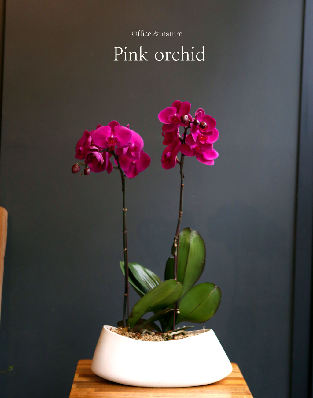 Office & nature Pink orchid **ȱ⺯°æ**